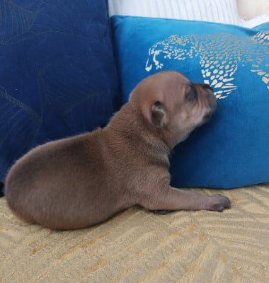 Les chiots de Staffordshire Bull Terrier