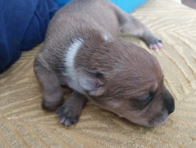Les chiots de Staffordshire Bull Terrier