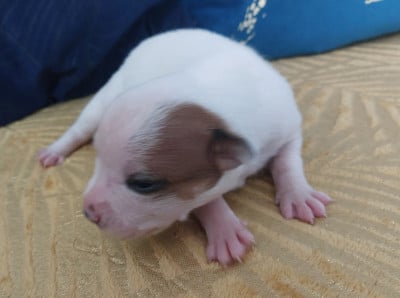 Les chiots de Staffordshire Bull Terrier