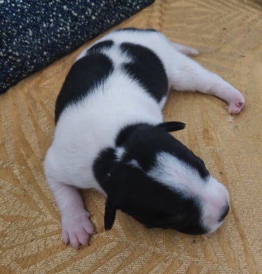 Les chiots de Staffordshire Bull Terrier