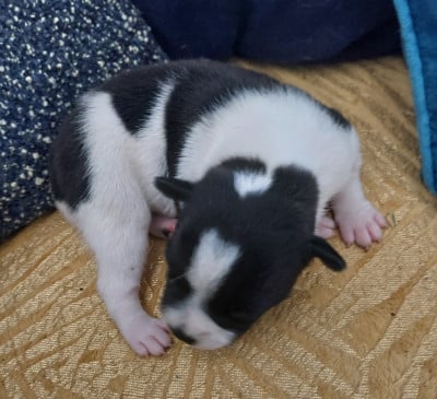 Les chiots de Staffordshire Bull Terrier