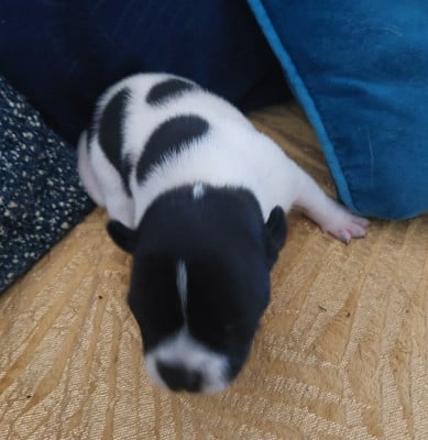 Les chiots de Staffordshire Bull Terrier