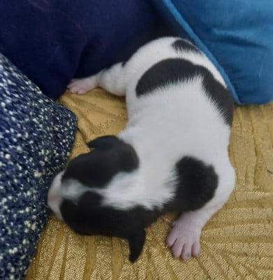 Les chiots de Staffordshire Bull Terrier