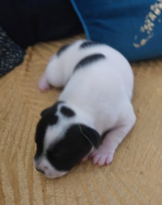 Les chiots de Staffordshire Bull Terrier