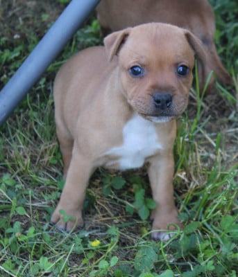 Les chiots de Staffordshire Bull Terrier