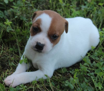 Les chiots de Staffordshire Bull Terrier