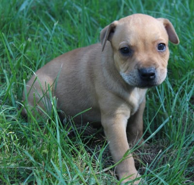 Les chiots de Staffordshire Bull Terrier