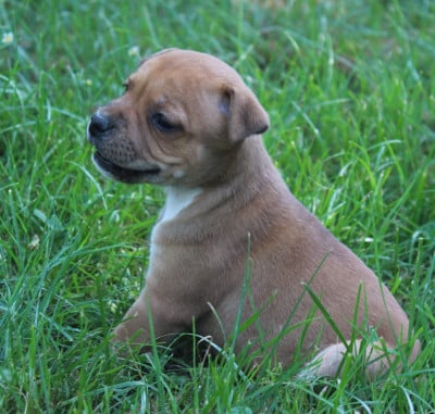 Les chiots de Staffordshire Bull Terrier