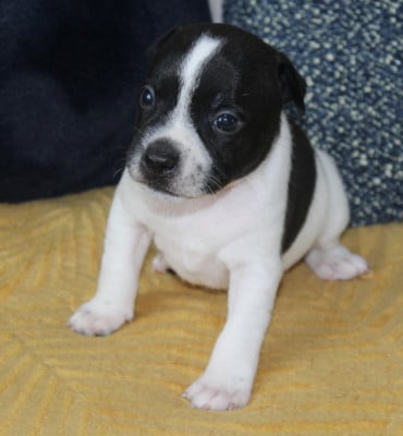 Les chiots de Staffordshire Bull Terrier
