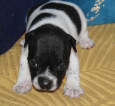 Les chiots de Staffordshire Bull Terrier