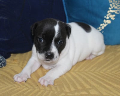 Les chiots de Staffordshire Bull Terrier