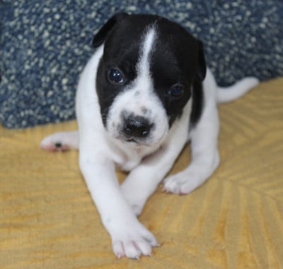 Les chiots de Staffordshire Bull Terrier