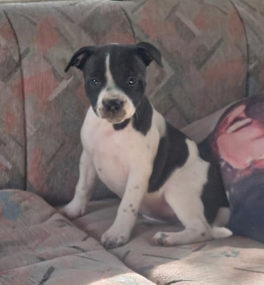 Les chiots de Staffordshire Bull Terrier