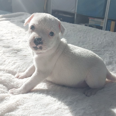 Les chiots de Staffordshire Bull Terrier