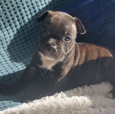 Les chiots de Staffordshire Bull Terrier