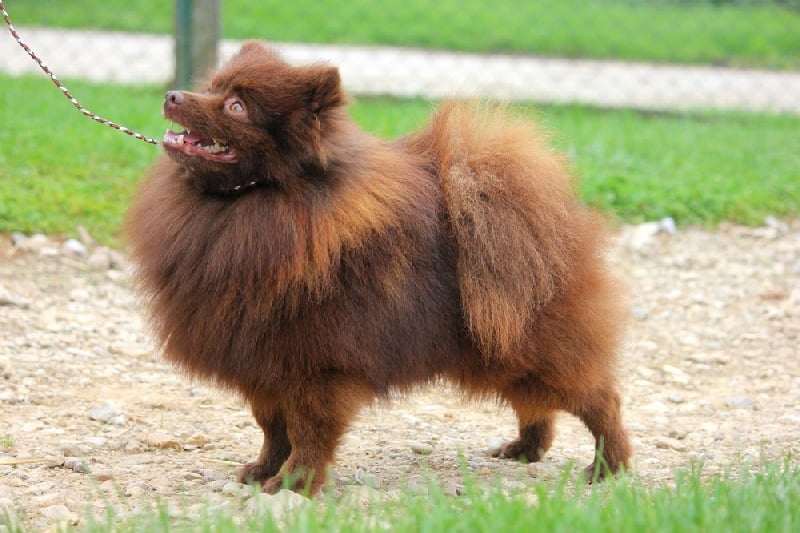 Publication : de l'Orée des charmois Auteur : Elody Piot