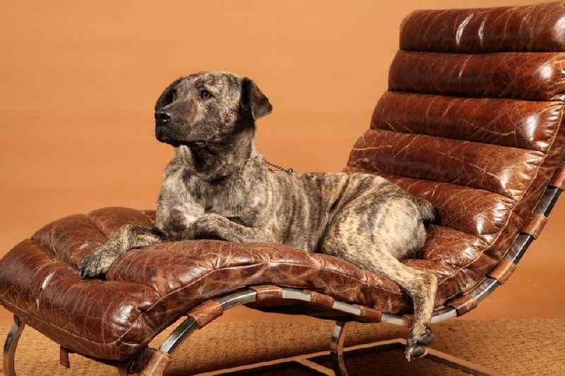 CH. Era de l'Orée des charmois