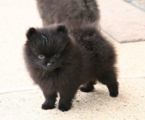 Publication : de l'Orée des charmois Auteur : odc