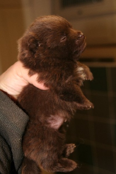 Publication : de l'Orée des charmois Auteur : Elody Piot