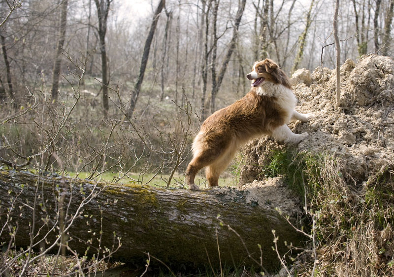 Publication : de l'Orée des charmois Auteur : François Nicaise