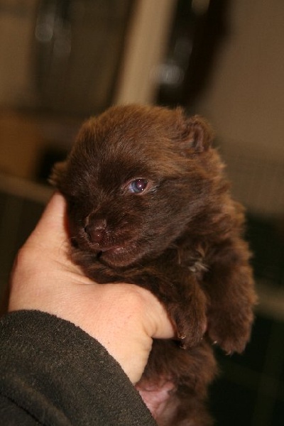 Publication : de l'Orée des charmois Auteur : Elody Piot