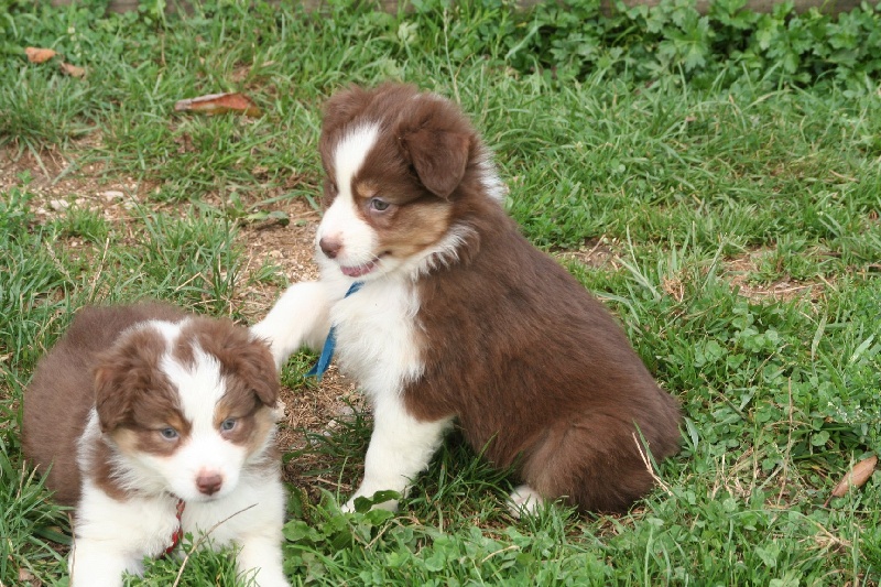 Publication : de l'Orée des charmois Auteur : François Nicaise