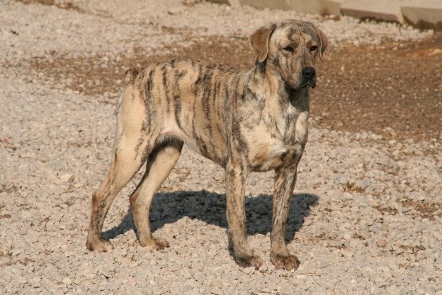 CH. Canha de l'Orée des charmois