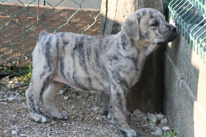 CH. Canha de l'Orée des charmois