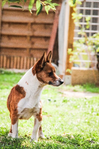 Publication : de l'Orée des charmois Auteur : amandine prunier