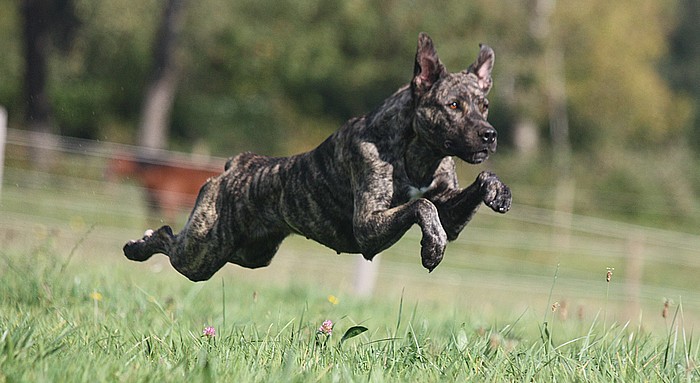 CH. Era de l'Orée des charmois