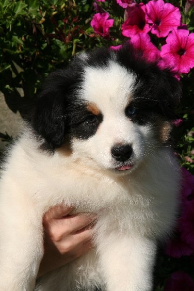 Publication : de l'Orée des charmois Auteur : odc