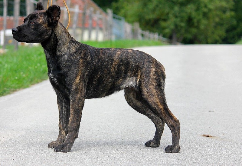 Publication : de l'Orée des charmois Auteur : odc