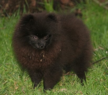 Publication : de l'Orée des charmois Auteur : odc