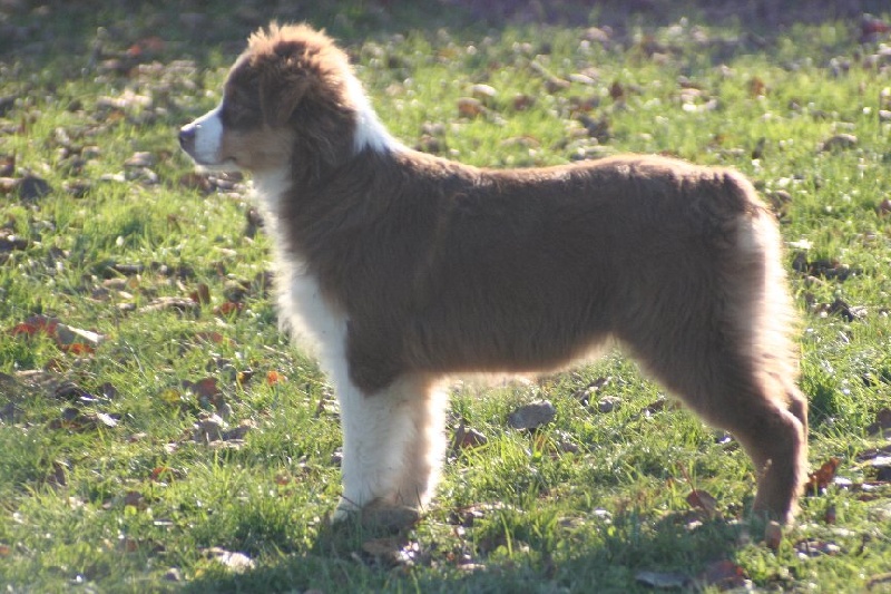 Publication : de l'Orée des charmois Auteur : François Nicaise