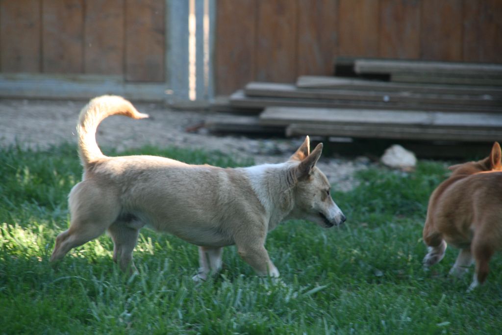 Publication : de l'Orée des charmois Auteur : odc
