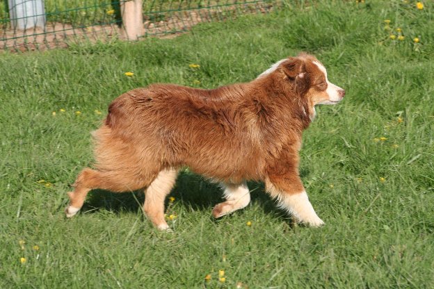 Publication : de l'Orée des charmois Auteur : François Nicaise