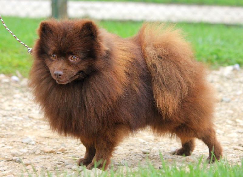 Publication : de l'Orée des charmois Auteur : Elody Piot