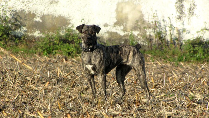 CH. Era de l'Orée des charmois