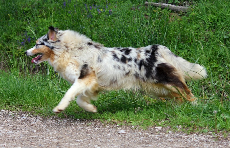 Publication : de l'Orée des charmois Auteur : Elody Piot
