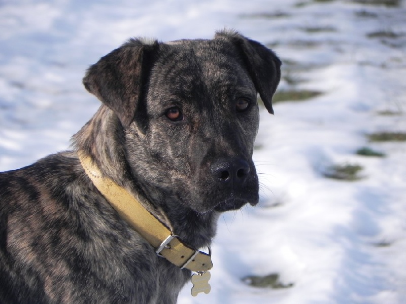 CH. Era de l'Orée des charmois