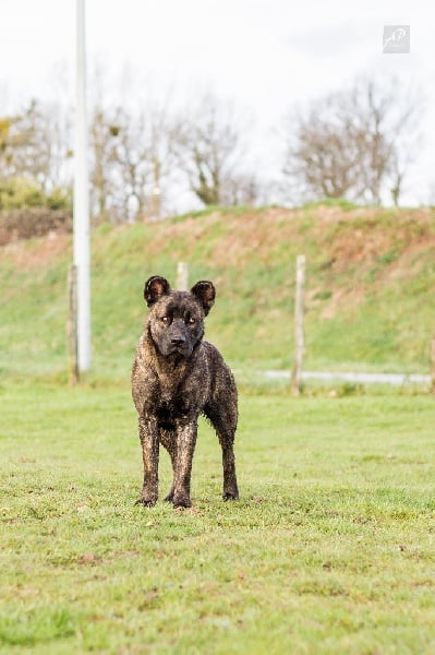 Publication : de l'Orée des charmois Auteur : odc
