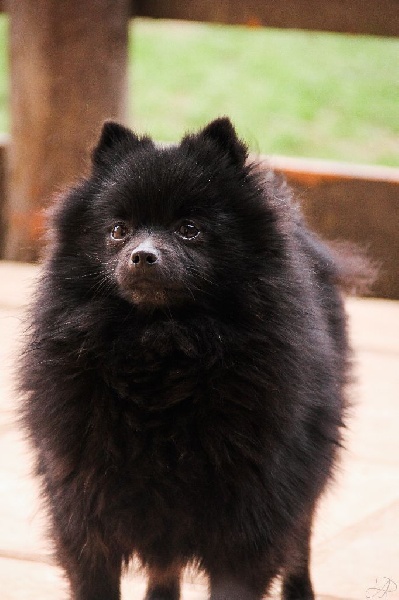 Publication : de Cat'Pat Auteur : odc