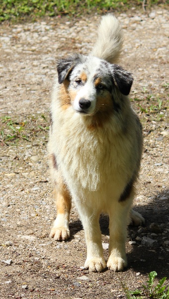 Publication : de l'Orée des charmois Auteur : Elody Piot