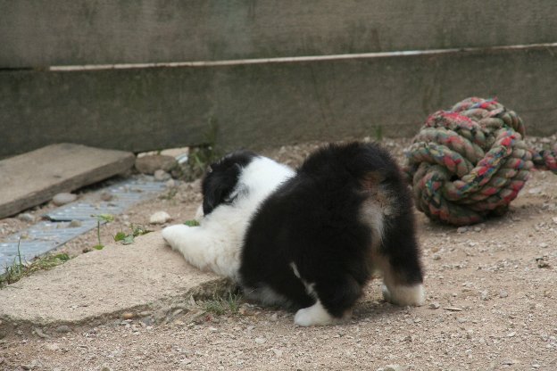 Publication : de l'Orée des charmois Auteur : odc