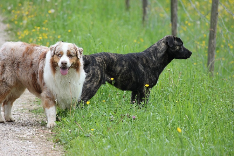 Publication : da casa da praia Auteur : Elody PIOT