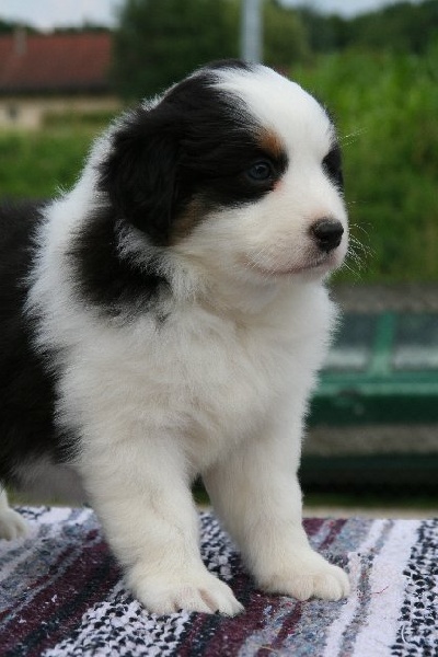 Publication : de l'Orée des charmois Auteur : odc