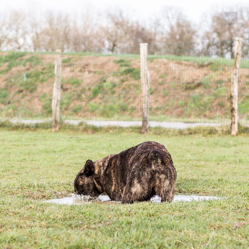 Publication : de l'Orée des charmois Auteur : odc