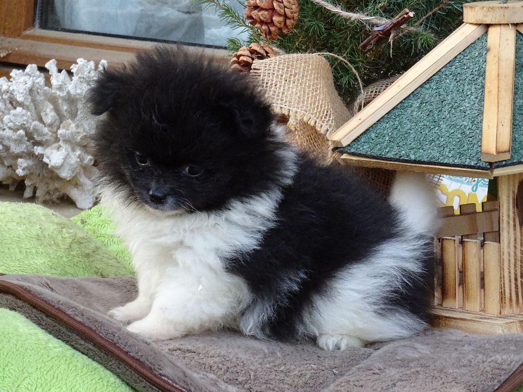 Publication : de l'Orée des charmois Auteur : s.amiot