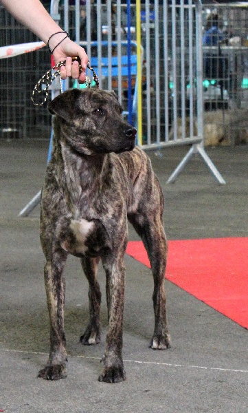 CH. Era de l'Orée des charmois