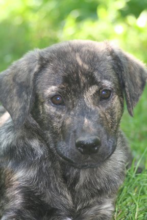 CH. Bettma de l'Orée des charmois